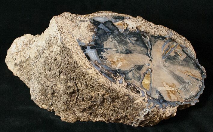 Large Blue Forest Petrified Wood Log Section - #16878